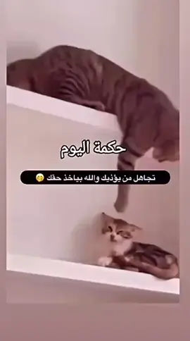 #catsoftiktok