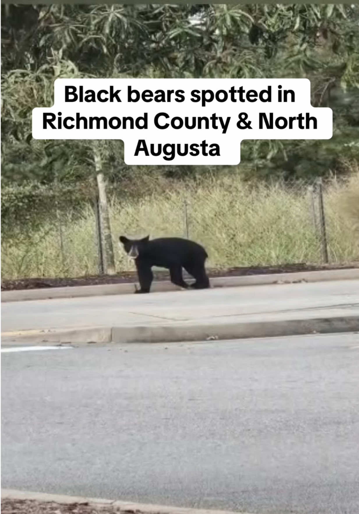 The Augusta area has had two reports of black bear sightings within hours of each other. 