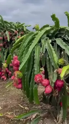 dragon #fruit #pitaya fruit #فاكهة التنين 