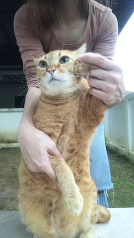 ฮัลโหลๆ พี่ รับโทรศัพท์หน่อย 🫶🏻 #futofamily #catsoftiktok #แมวส้ม #สวนสัตว์tiktok 