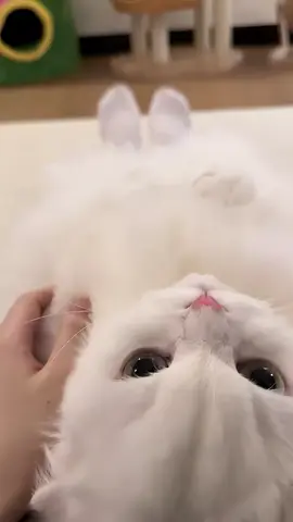 Dose of cuteness #kitten #kittycat #cuteness #petlover #cutepet 
