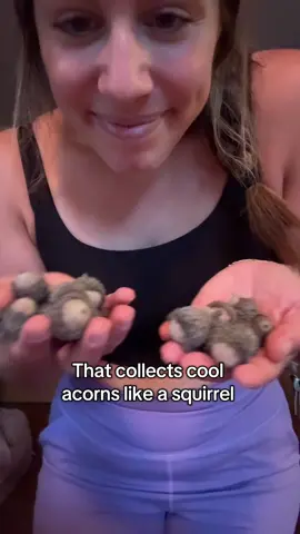 Went to a training down state, came home with a handful of Bur Oak acorns to plant 😂🌿🤝🏻 #naturalresources #ecology #ecologytiktok 