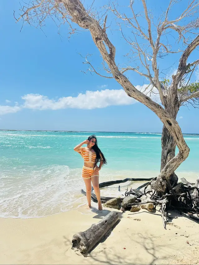 #aruba #fyp 🌺🌺🐢🦩