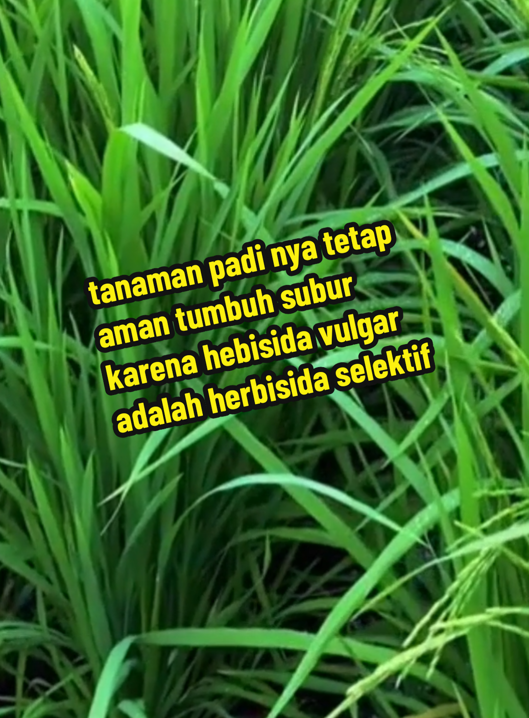 cara ampuh dan jitu menumpas rumput di sela sela tanaman padi #racunrumput  #herbisida  #vulgar  #herbisidaselektif  #racunrumputpalingampuh 