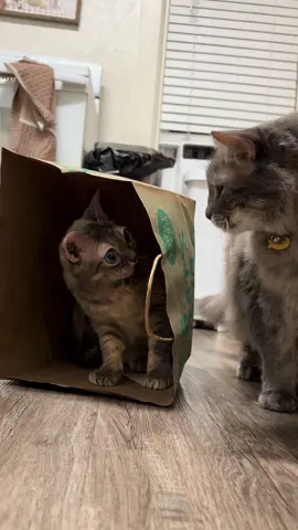 So strong and so spooky!  #cat #cutecat #rescuecat #tiktokcats #funnycat 
