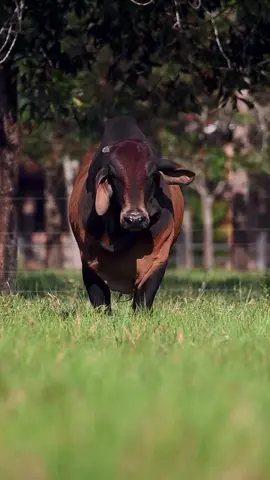 #geneticadecampeones #ganaderos502🇬🇹 #ganaderosgt🇬🇹 #ganaderia #ganaderiaregenerativa #ejemplaresdelrancho #petenguatemala🇬🇹 #brahman #rojo #toros 