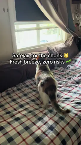 Keep your cat safe & happy 🐾 Get them fresh air today! #catio #catsoftiktok #catlover #catlife #fyp 