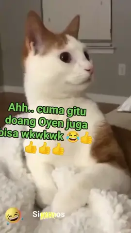 #fypviral #trendingvideo #pecintakucing #hobyburung #ngakak 