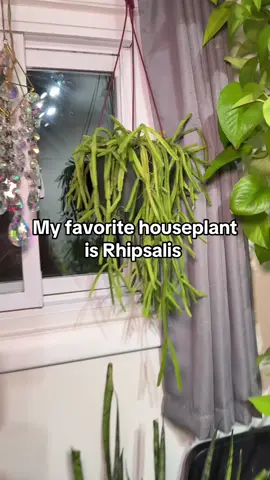 One of my favorite houseplants! Snag it while it’s in stock! #rhipsalis #PlantTok #houseplantsoftiktok #plantmom #houseplantlover 