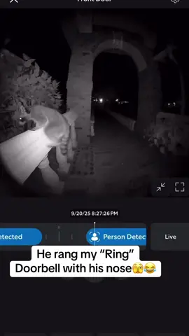 This silly raccoon literally rang my #ringdoorbell with his nose! #ringvideodoorbell #funnyvideos #raccoon @Ring Doorbell Footage 