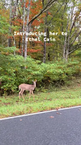 Doing my part #fypシ #ethelcain #foryou #ethelcainecore #deer 