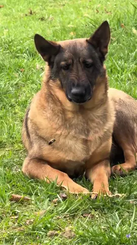 Such a timid dog haha! #dog #funnydog #cutedog #fyp #foryou #dogsoftiktok #funnydogvideos 