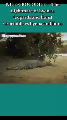 NILE CROCODILE – The nightmare of hyenas, leopards and lions! Crocodile vs hyena and lions #wildanimalshabitat #animalsworld #animalswildlife #thelion 
