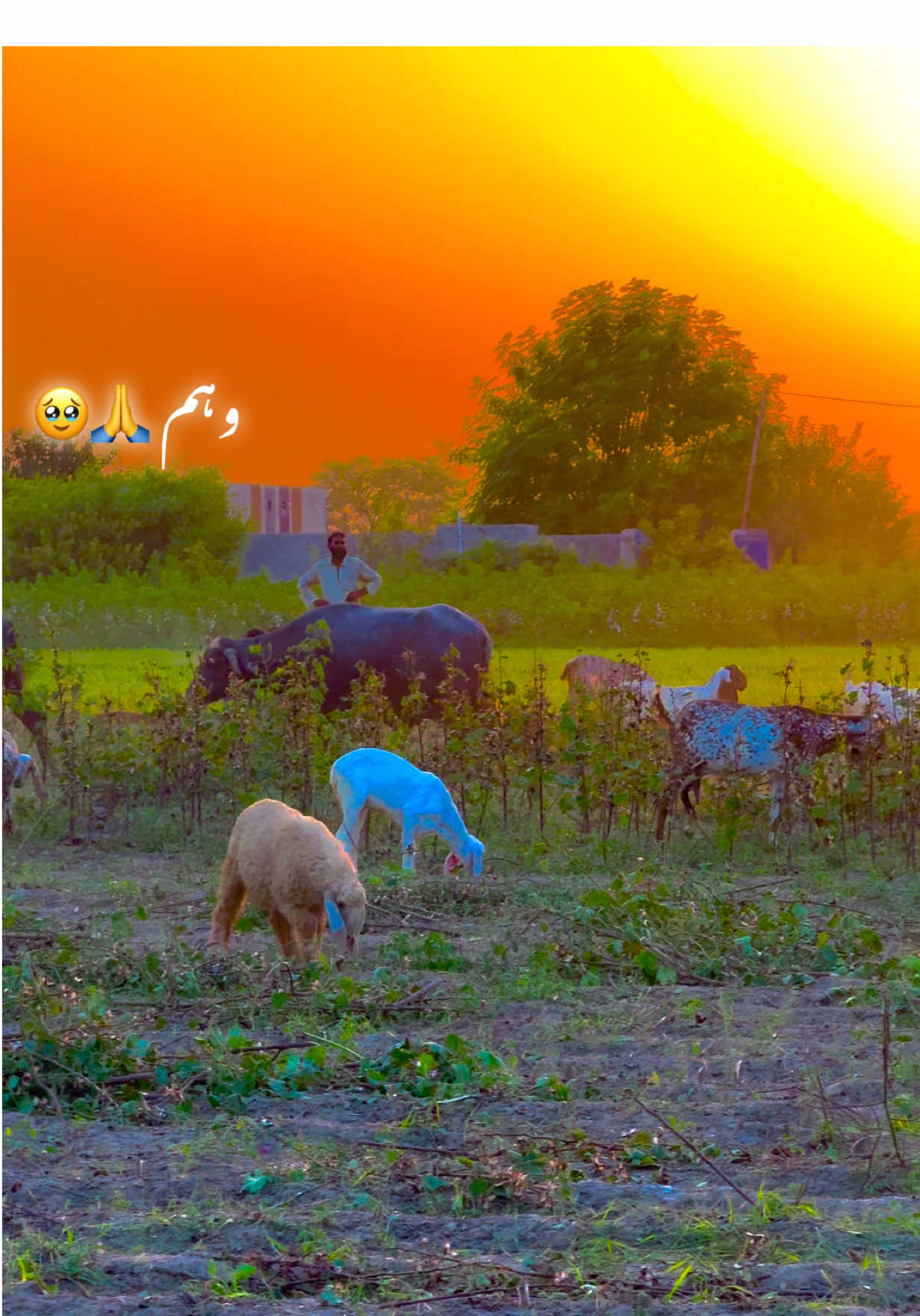 View 🥹🥀💔🍁🍂#fyppppppppppppppppppppppp #pindanathayala #میرا_سہنا_پنڈ_ناتھے_الہ_ضلع_بہاولنگر #Trending #pendawaly_star 