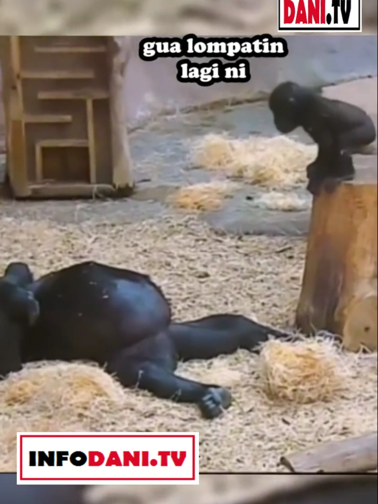 ANAK GA ADA AHLAK :D #animalCUTE #funny #ForYouPage #videolucu #infodanitv #fyp