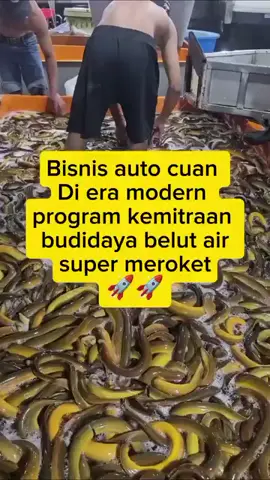 Bisnis gacoor 2025 tanpa ribet.*Program Titip Farm* Mulai *bibit Belut, lahan, kolam, biaya pakan, listrik* dan kebutuhan lainnya dari kami, serta perawatan kami yang kerjakan. *Resiko kami juga yang menanggung, kakak hanya duduk manis menunggu hasil/cuan* yang masuk di setiap masa panen di *3 bulan* sekali selama masa kontrak *1 tahun.* #budidayabelutairtawar #belut #belutsawah #belutairtawar #fypage 