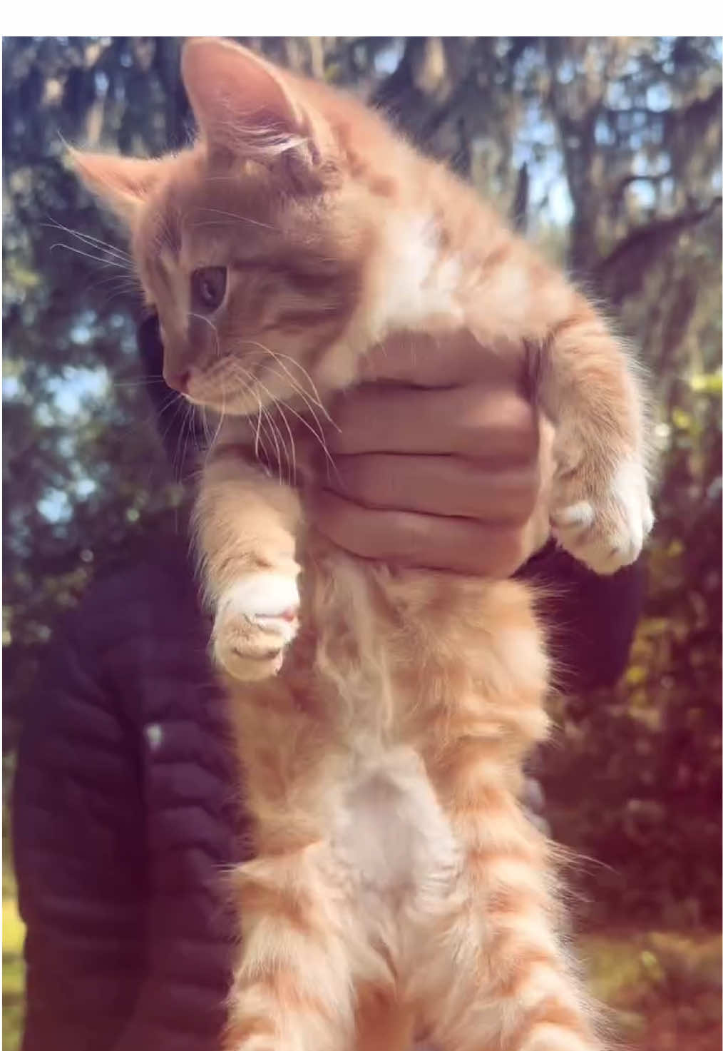 😸#cat #cats