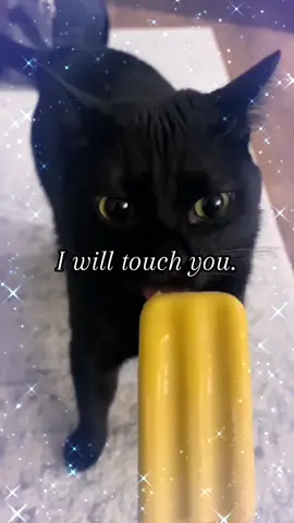 watch the whole thing so i can get paid 🥺🙏 #fypシ゚ #real #cat #car #sillycat #meme #viral 