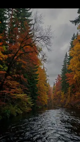 🍂🌧✨ Cinematic Autumn Rain Aesthetic — Ultra-realistic 8K UHD 9:16 video of gentle rain falling over a calm river winding through a glowing autumn forest. The camera glides slowly at eye level, capturing vibrant fall foliage in shades of orange, red, and gold under a moody gray overcast sky. Raindrops ripple across the glassy water, reflecting the colors of autumn and the clouds above. A tranquil, immersive rainy-day journey perfect for relaxation, cozy vibes, study ambience, nature ASMR, and fall aesthetic lovers.⛈️🍁✨💤 #relaxingnature #relaxingrain #rainvideo #rainydayvibes #fallcolors 