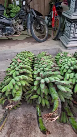 gedang murahhhh ra ono ajine