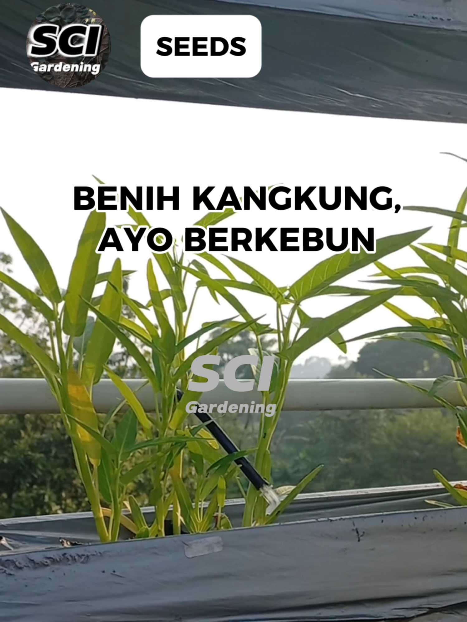 Bibit Kangkung Tinggal Tabur #benihkangkung #benihsayuran #benihsayurankangkung #bijikangkung #bibitkangkung