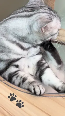 Apaka cute ng paw 🐾 ☺️🤏 #fyp #cat #petcafe 