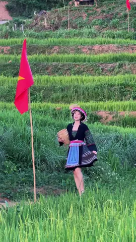 Bản em có ruộng bậc thang đang chín vàng sắp gặt. Có ai lên ăn cơm mới với bản em ko ạ #thaohoaban #ynoongdienbien 