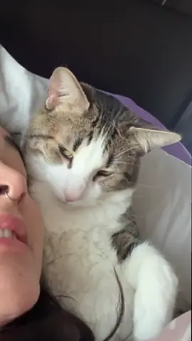 Mi gato mariano no quiere levantarse 