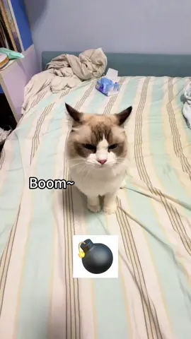 Cats mispronouncing the only word they know #cat #catsoftiktok #pet #funnyvideo #foryou 