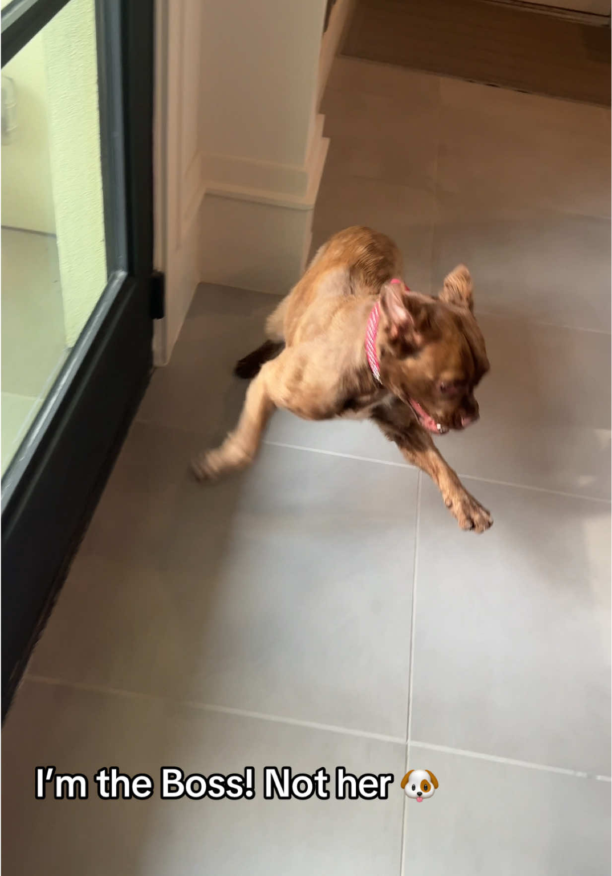 Someone tell my rescue I’m the boss not her! #dog #dogsoftiktok #dogmom #funnydog 