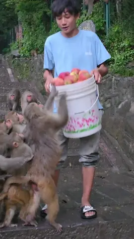 The monkeys are having a blast munching on a bucket full of apples