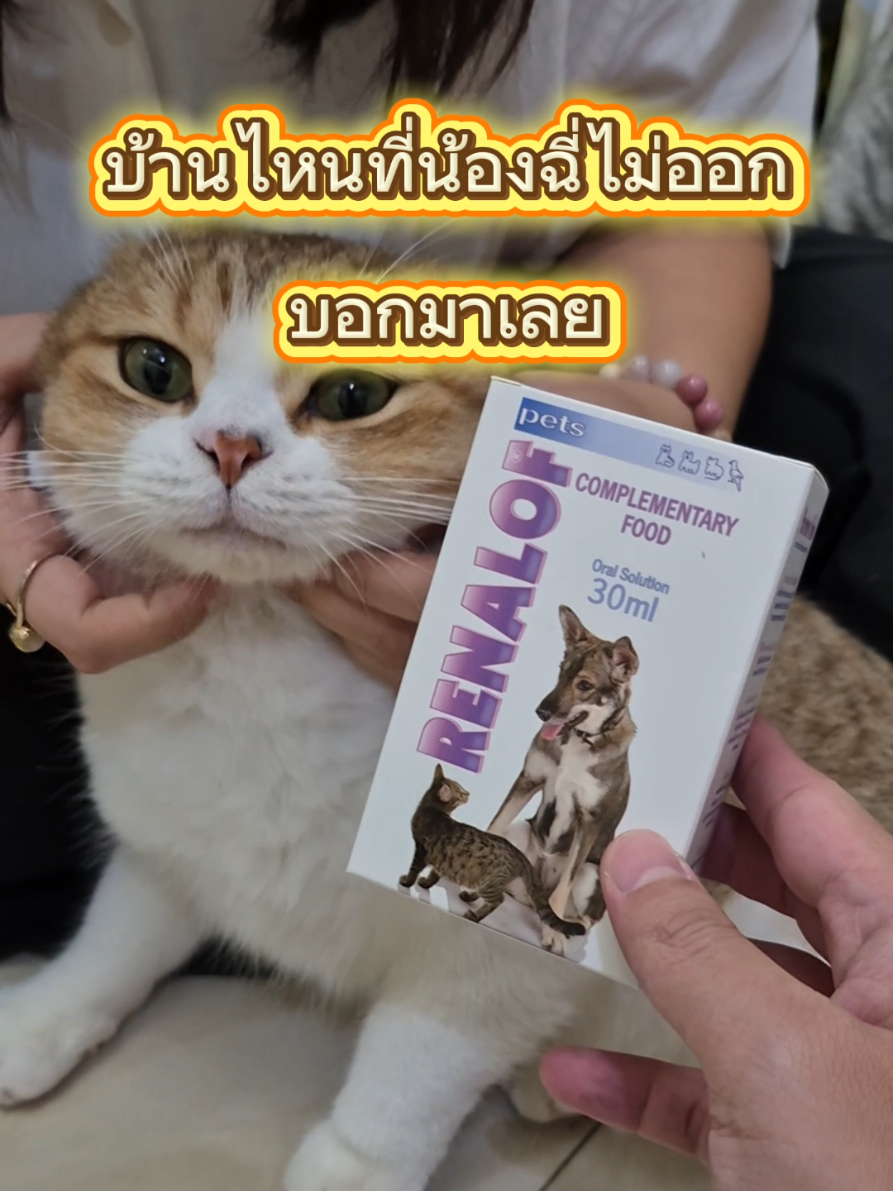 บ้านไหนน้องฉีอั้น ฉี่ไม่ออก หรือเป็นนิ่ว แนะนําขวดนี้เลย วิธีการใช้โดยละเอียดเนี่ย เขามีเขียนมาให้ บอกเลยว่าขวดเนี้ยน้องฉี่เพลิน #แมวเป็นนิ่ว #แมวไม่ฉี่ #ฉี่แมว #แมว #renalof 