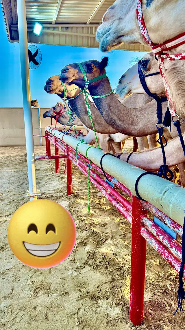 #مرقاض #camel #العين #dubai 