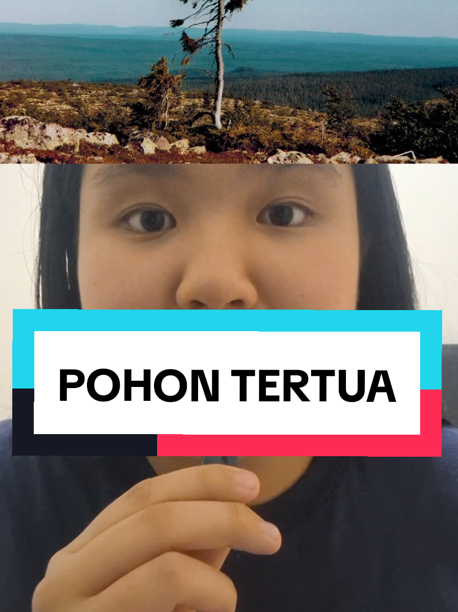 Pohon tertua di dunia