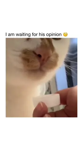 Part 39 | Orange cat behavior! Funny cat videos #funnycats #funnyanimals #funnypets #creatorsearchinsights 