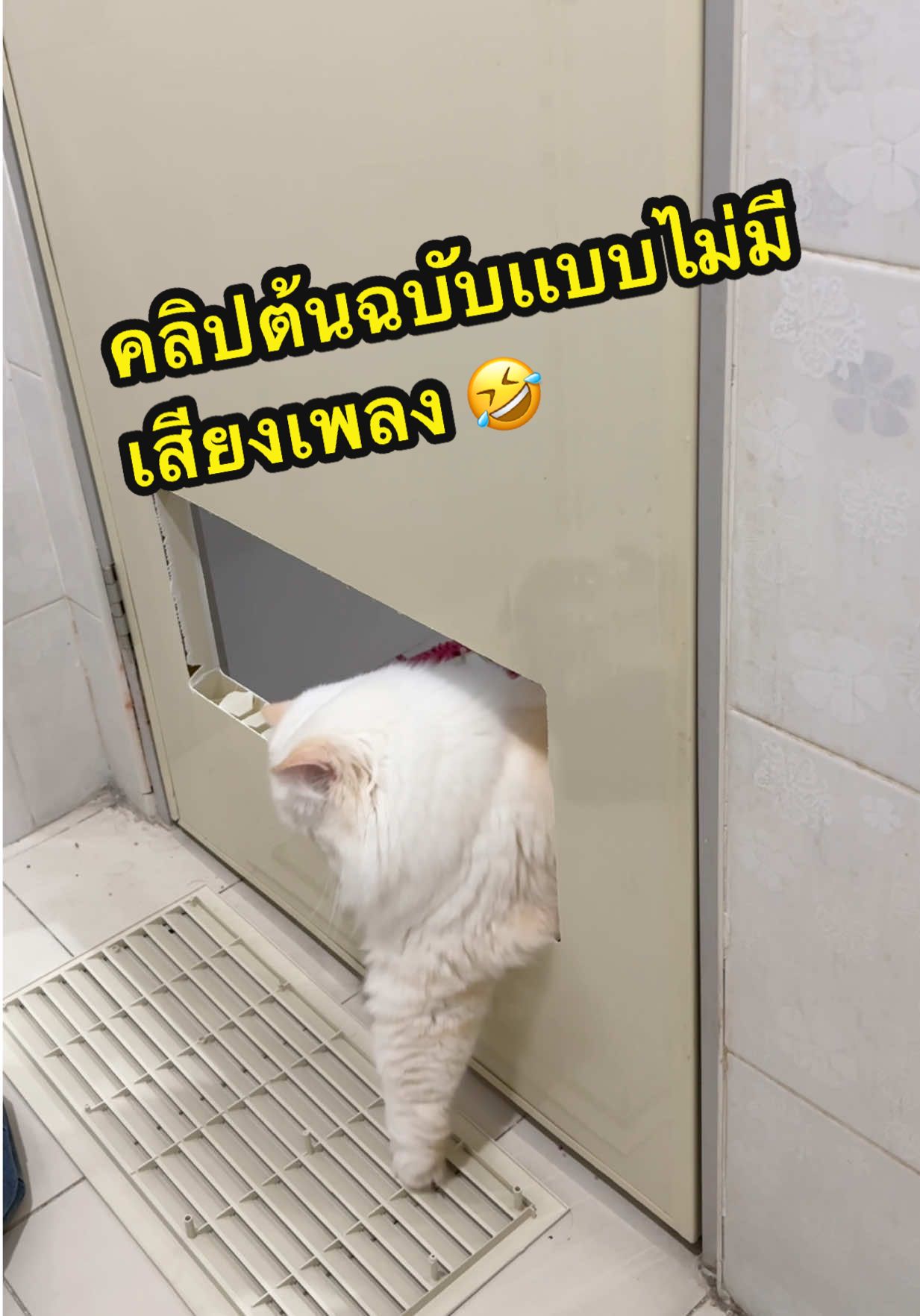 คลิปต้นฉบับเเบบไม่มีเสียงเพลง🤣 #เเมว #เเมวอ้วน #เเมวน่ารัก #เเมวดื้อ