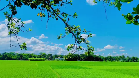 যুবক বয়সের ইবাদতের এত মূল্য আল্লাহর কাছে 😊❤️‍🩹💝#florayne_0 #fyp #nature #tiktokbangladesh #viral 