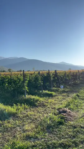 @🖤🕷️ აეუფ ფულოც აღარ გვიდა