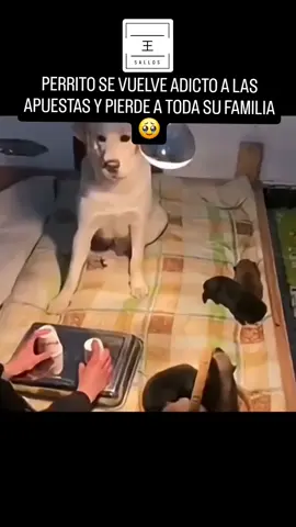 Perrito apostador pierde a su familia 😂 #perro #perritos #LIVEIncentiveProgram #LIVEwithlowfollowers #PaidPartnership 