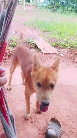 งานประจำคือเห่ารถ🤣🤣#หมาขี้ดื้อ🐕 #ดันขึ้นหน้าฟีดที 