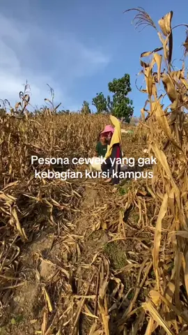 😮‍💨#masukberanda #fyp #viraltiktok #soundviral #petanimuda 