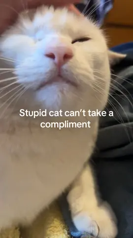 #cat #catonaleash #catsoftiktok 