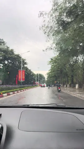 Con đường hoa sữa. Đường Kim Ngọc của phường Vĩnh Phúc❤️❤️❤️