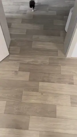 #cat #catsoftiktok #cats #catonaleash 
