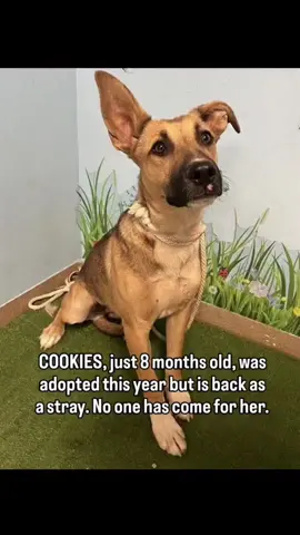 ‼️SWEET 8 MONTH old female Staffie/GSD -PREVIOUSLY adopted as a PUPPY - NOW BACK as a STRAY HELP! NEW HOME NEEDED !! Notice sent - Soonest EUTH Date is 9/27!!‼️ 💗#A5688514 My Name is COOKIES. I am a spayed female, brown and white, Staffordshire Bull Terrier & German Shepherd Dog. Age: I am about 8 months old.💗 ⭐️★ BEHAVIOR 1 (THE BEST) HAPPY, FRIENDLY, allowed handling Status: READY FOR ADOPTION.⭐️ 🚩ARRIVED: 9/08/25 - STRAY - Previously adopted as a puppy.💗 ⚠️SOS - ANY DOG can be !! EUTHANIZED within 10-17 DAYS from ARRIVAL date !! DO NOT WAIT!⚠️ 🔥TIME is of the ESSENCE! If INTERESTED do NOT WAIT!🔥 ***Shelter Information: 📍Los Angeles County - Palmdale 38550 Sierra Highway Palmdale, CA *Contact Information* ☎️Phone: (661) 575-2888 🗂Website: https://animalcare.lacounty.gov 📩Email: (use all) Palmdale@animalcare.lacounty.gov DaccPalmdaleRescue@animalcare.lacounty.gov LMontenegro@animalcare.lacounty.gov JDoud@animalcare.lacounty.gov DRamos@animalcare.lacounty.gov