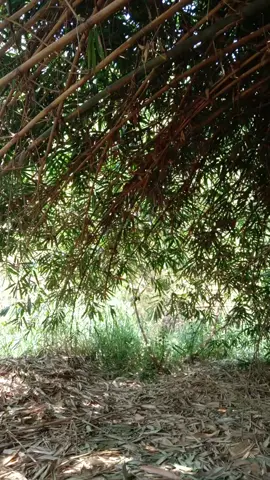 tilek kebon🤣#prenjakmaniaindonesia #prenjakmaniasoloraya #prenjakgacor #kicaumaniaindonesia #prenjak 