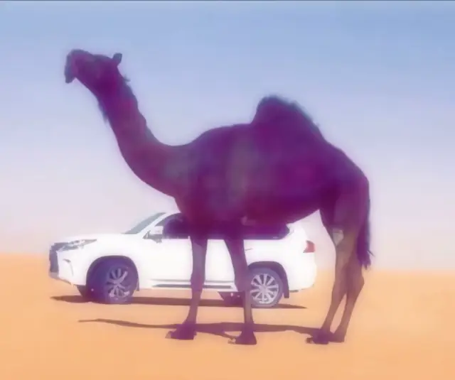 #الذاير #ابن_لبدان #المزاين #اكسبلور #لايك 