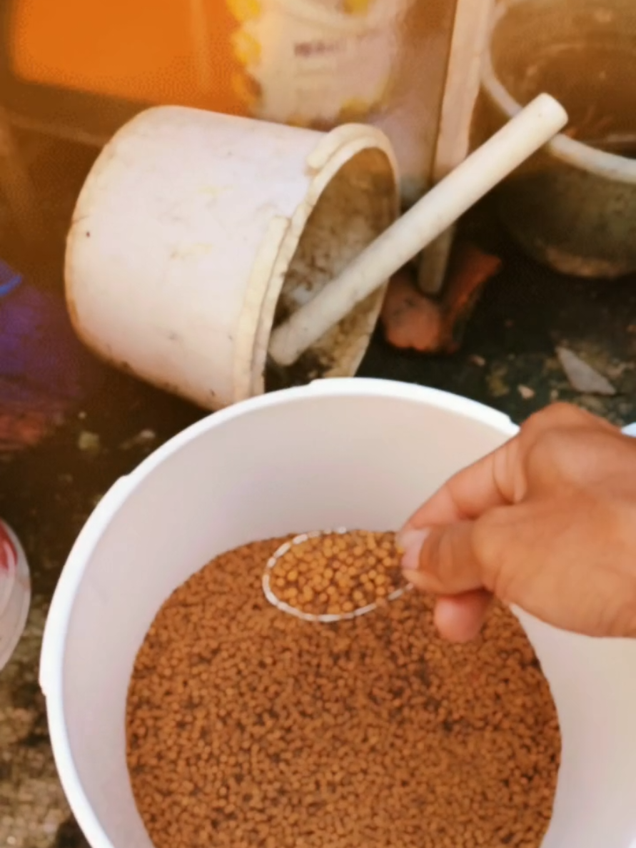rutinitas pagi ini kasih makan lele #budidayaikanlele #ternaklele #fypシ゚  #ftypシ #belajar 