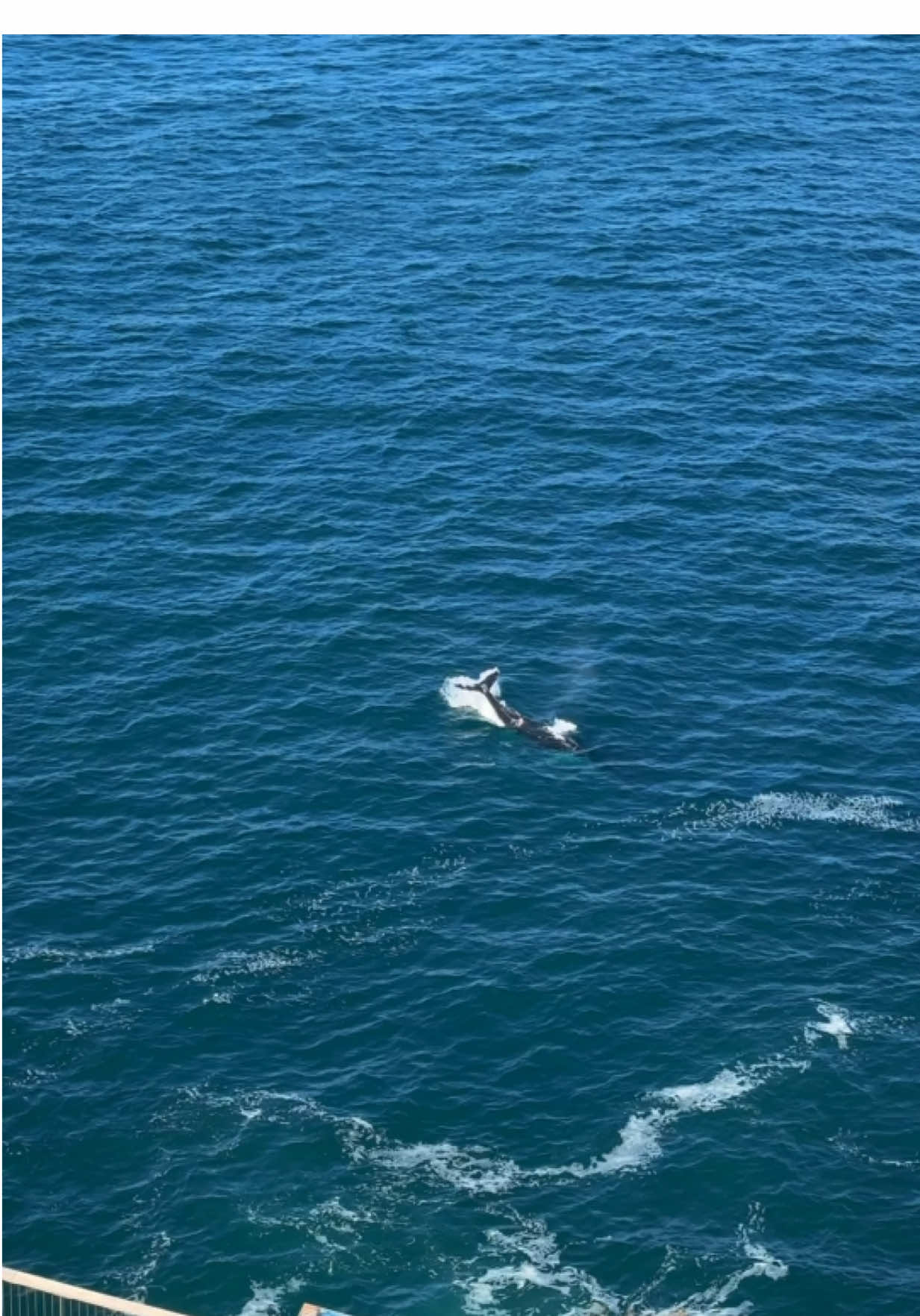 Just casually whale-watching from my couch… today’s view ✨🐋🌊 #whale #whalewatching #diamondbay #coastalwalk #feelnewsydney 