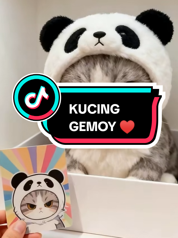 Socute ♥️ #kucinglucu #kucingtiktok #kucinggemoy #200kviews #creatorsearchinsights 